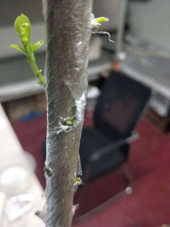 下山桩生桩发芽后