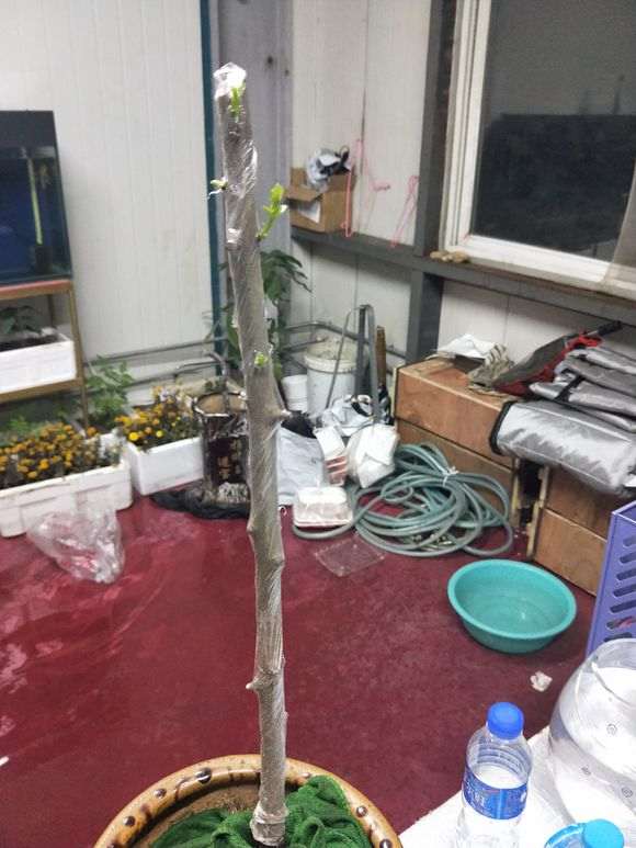 下山桩生桩发芽后