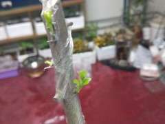 金弹子下山桩生桩发芽后 缠膜可以拆吗