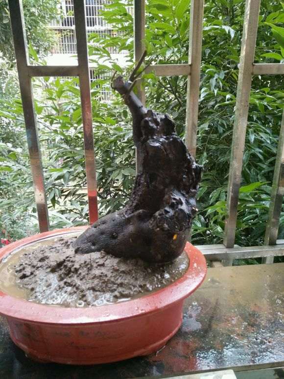 金弹子下山桩怎么翻盆换土不出问题