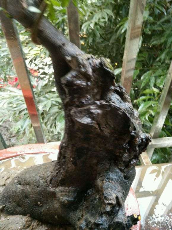 金弹子下山桩怎么翻盆换土不出问题