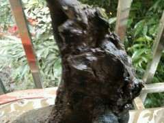 金弹子下山桩怎么翻盆换土不出问题