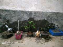 下山桩生桩放在室内养好 还是室外好