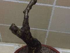 冬天挖下山桩成活几率有多高