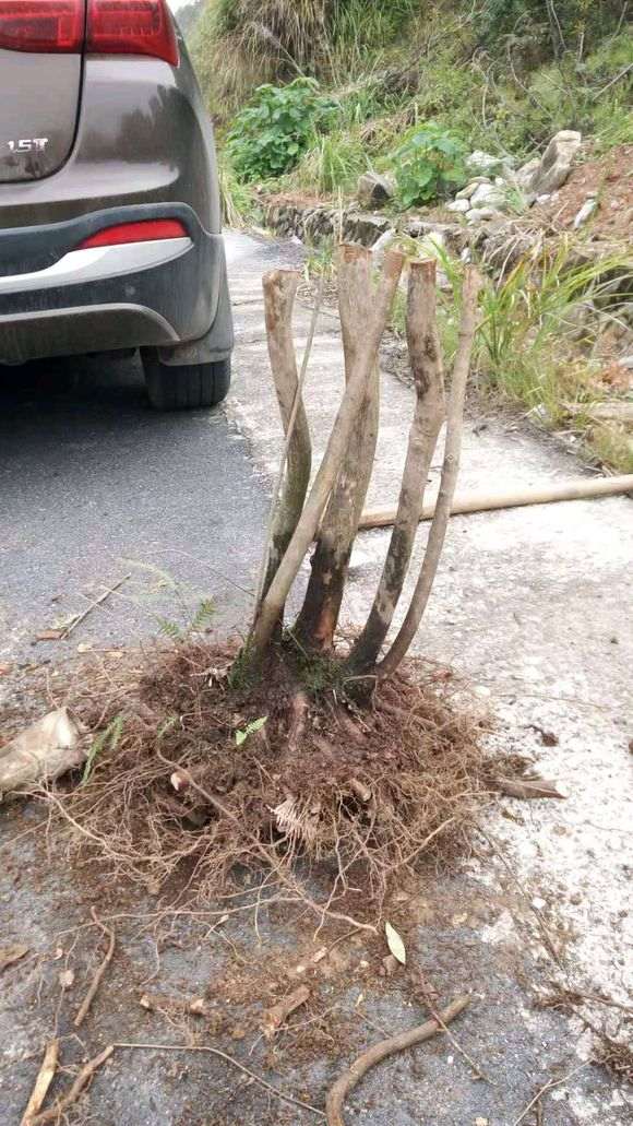 乌饭树下山桩生桩埋土过冬