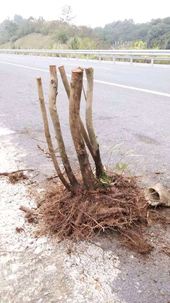 乌饭树下山桩生桩埋土过冬