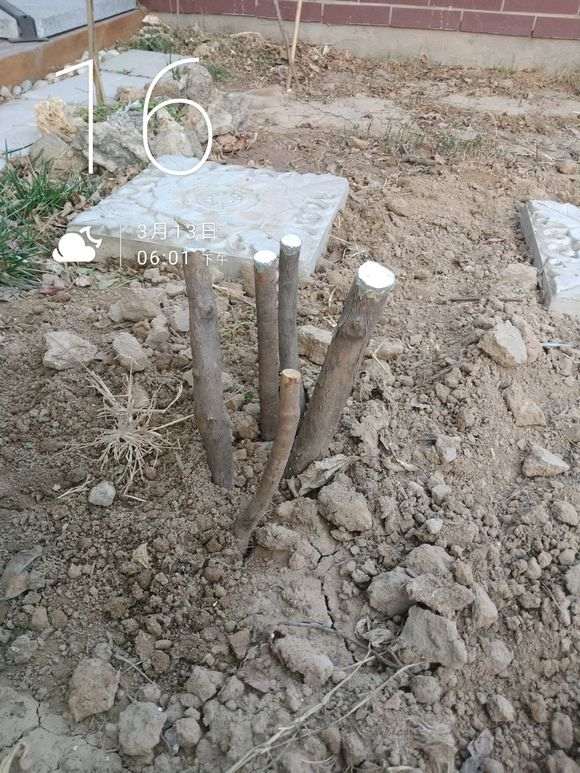 乌饭树下山桩生桩埋土过冬