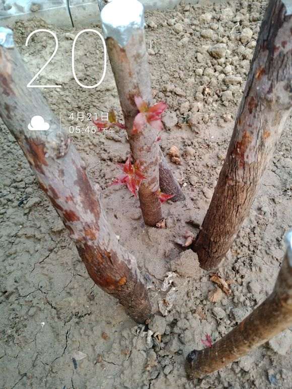 乌饭树下山桩生桩埋土过冬