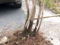 乌饭树下山桩生桩埋土过冬 来芽了