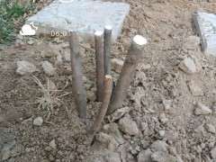 下山桩直接嫁接可以吗 能成活吗