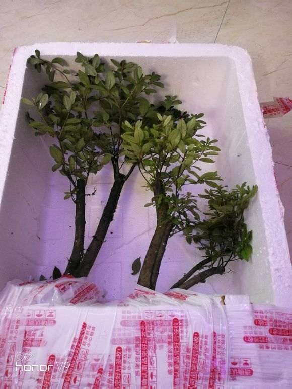 江西的映山红下山桩能成活吗