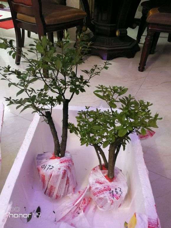 江西的映山红下山桩能成活吗