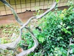 下山桩是不是缠膜以后 成活率最高