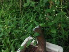 下山桩生桩枝条不壮 却开了很多花