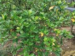 夏季6月还能挖下山桩生桩吗