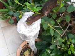 下山桩生桩不用缠膜高培 是不是最好