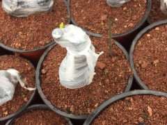 下山桩生桩直接嫁接为什么可以成活