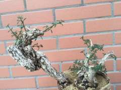 下山桩生桩栽下2个多月 叶子要剪掉吗