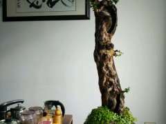 我新上盆的一棵雀梅下山桩 大家看看