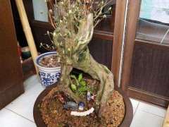 映山红下山桩怎么培养的方法