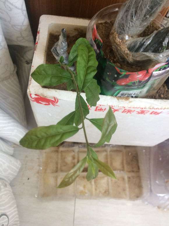 金弹子下山桩一个叶子很大