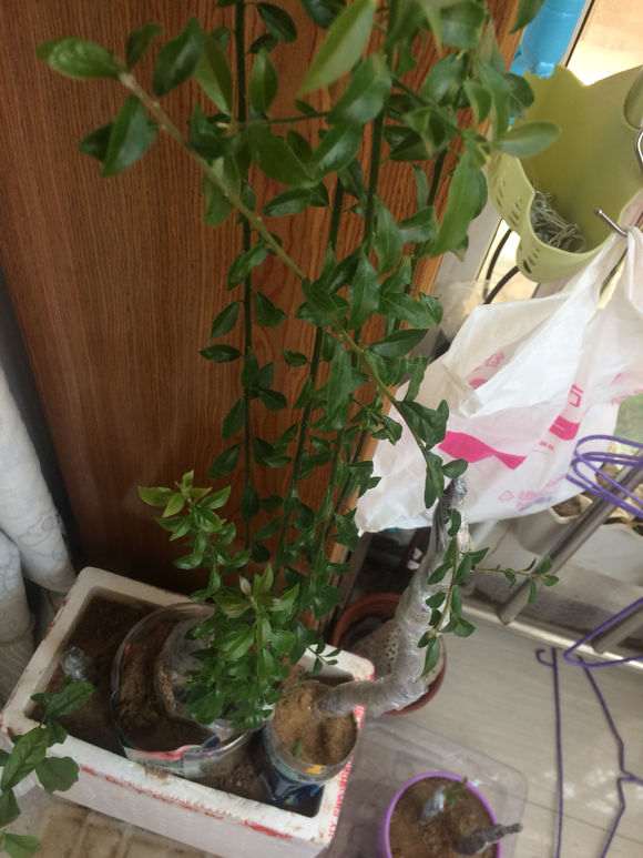 金弹子下山桩一个叶子很大