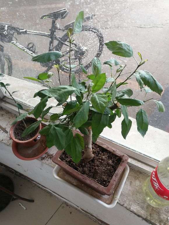 买的海棠下山桩生桩