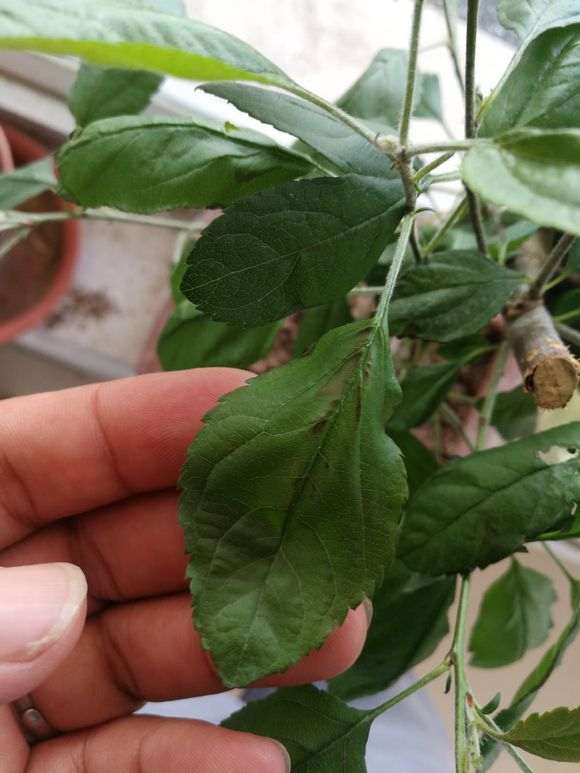 买的海棠下山桩生桩