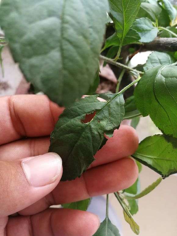 买的海棠下山桩生桩