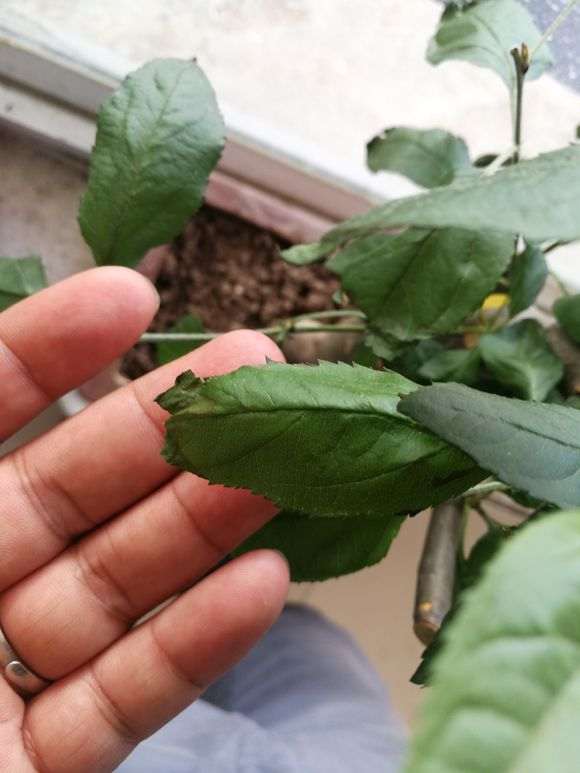 买的海棠下山桩生桩