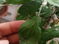 买的海棠下山桩生桩 叶子发黑 怎么办