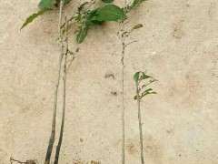 老鸦柿下山桩生桩怎么拿弯的方法