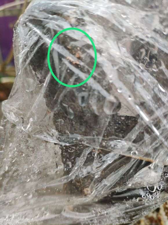 金弹子生桩缠的保鲜膜用河沙栽的发霉了怎么办