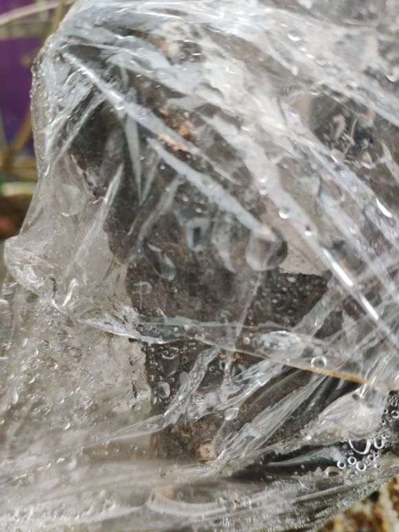 金弹子生桩缠的保鲜膜用河沙栽的发霉了怎么办