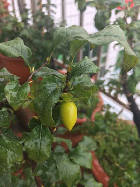 下山桩生桩载好后