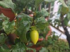 下山桩生桩载好后 要不要重新换土