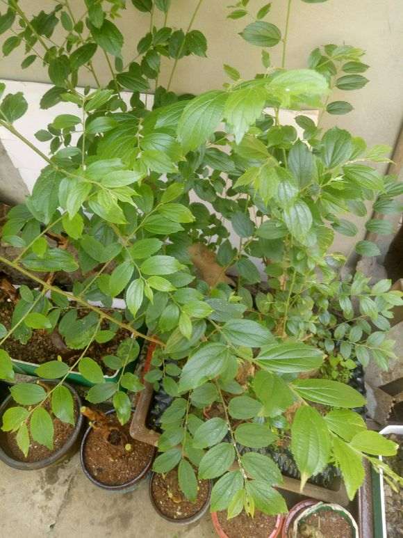 朴树下山桩生桩来芽后