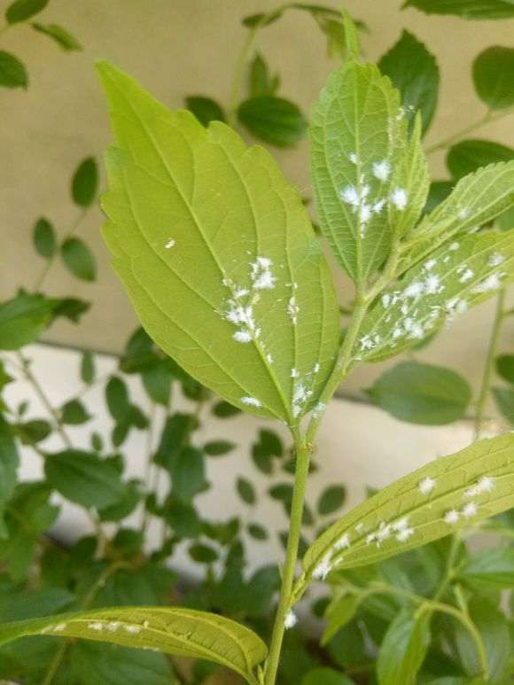 朴树下山桩生桩来芽后