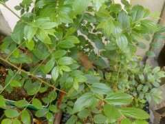 朴树下山桩生桩来芽后 叶片有白色虫