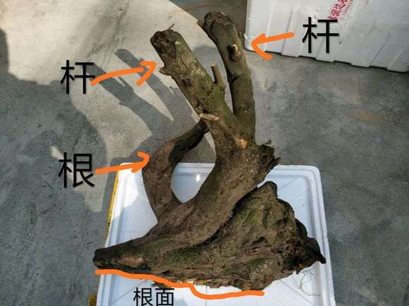 乔木金弹子下山桩生桩怎么栽种