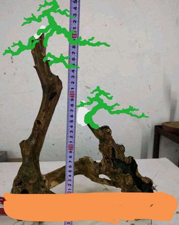 紫薇下山桩养了三个月都木质化 怎么办