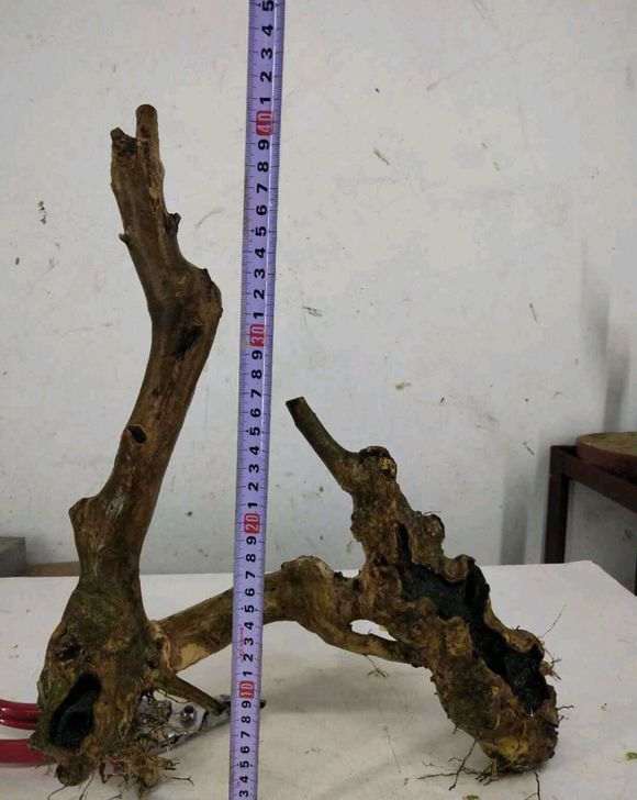 紫薇下山桩养了三个月都木质化 怎么办