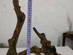 紫薇下山桩养了三个月都木质化 怎么办