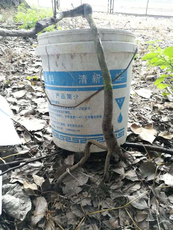 金弹子下山桩的根部截口要涂抹愈合剂吗