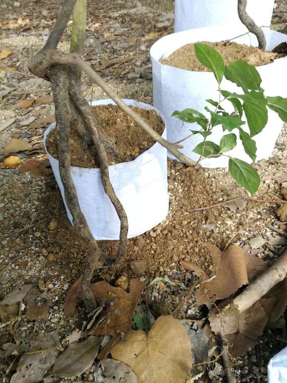 金弹子下山桩的根部截口要涂抹愈合剂吗