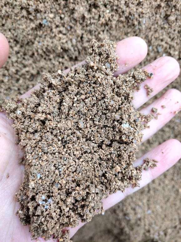 这样的黄沙种植下山桩生桩怎么样