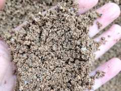 这样的黄沙种植下山桩生桩可以吗