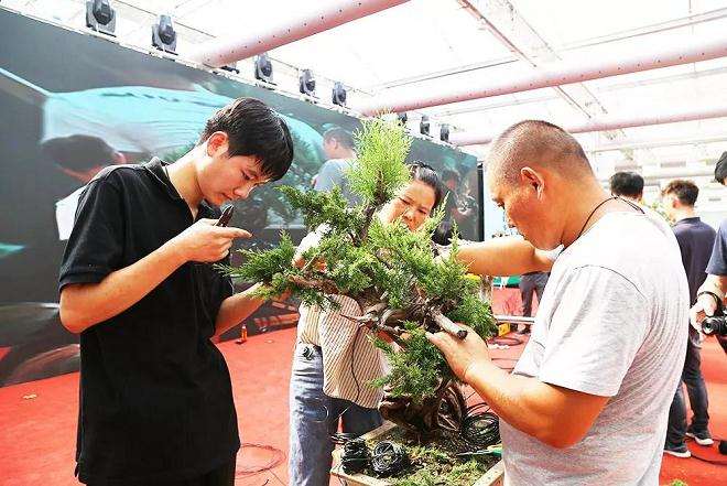 从盆景的三重境界谈盆景制作的学习方法