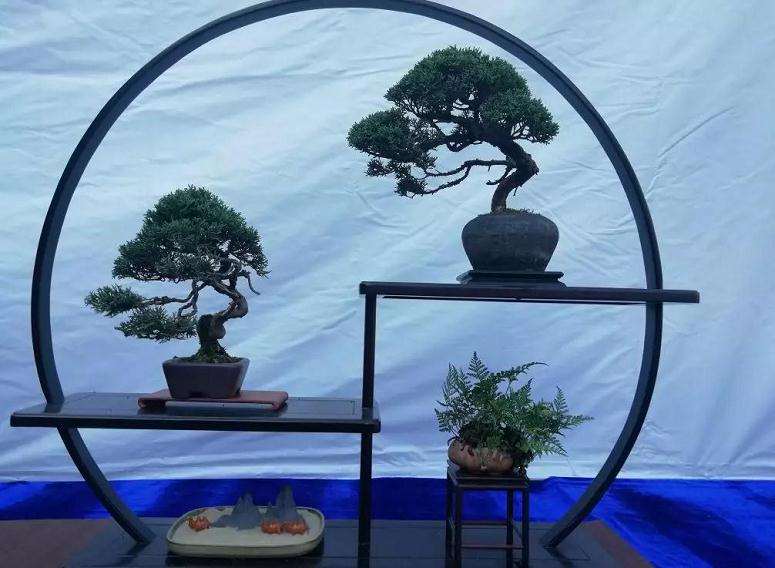 咸安300件花木盆景迎国庆