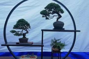 咸安300件花木盆景迎国庆